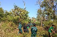 Students of forestry on fire line creation, slash cutting, control burning and forest management practice.